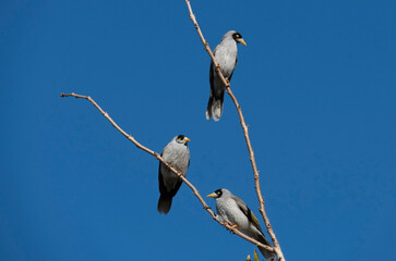 Three Australian Noisy Minors ( Manorina melanocephala) © Tara