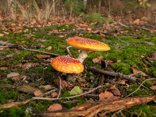 Close-Up of Red and White Spotted Fly Agaric