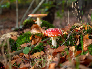 Fly Agaric Standing Alone on Forest Floor