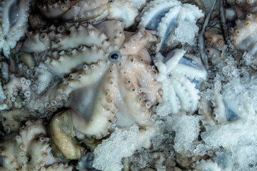 Variety of fish and shellfish on ice at seafood stall. Colorful seafood counter with fresh fish and crustaceans. Assorted seafood selection on ice at fish market.