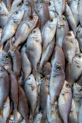 Variety of fish and shellfish on ice at seafood stall. Colorful seafood counter with fresh fish and crustaceans. Assorted seafood selection on ice at fish market.