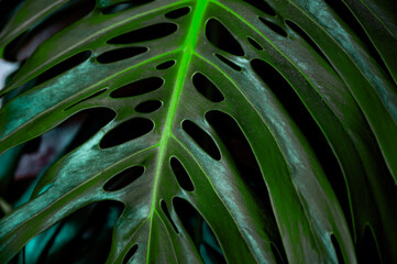 Detailed close-up of vibrant green monstera leaves