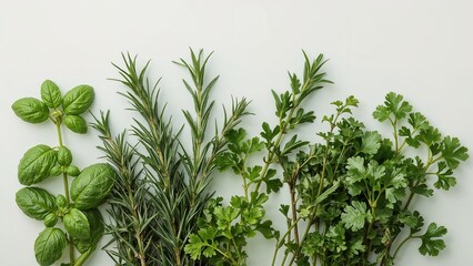 Fototapeta premium Fresh herbs: basil, rosemary, parsley, and cilantro arranged on a light background for cooking or garnishing.