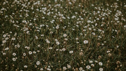 A field of daisies in bloom with white petals and yellow centers amidst tall grass and green foliage.