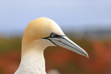 northern gannet