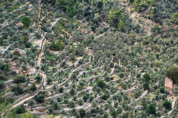 in terassen angelegte olivenplantage