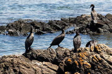 Obraz premium Punta del Este, Uruguay – Wildlife and Coastal Landscape 