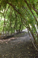 A trail thru the tunnel in the garden.