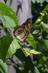 butterfly on leaf