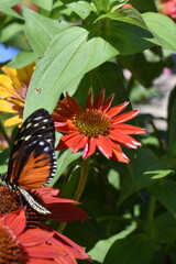 butterfly on flower