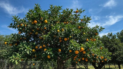 Orchard orange tree with ripe fruit under a blue sky with clouds. Nature and agriculture, fruit harvesting, healthy food, gardening, and horticulture concept.