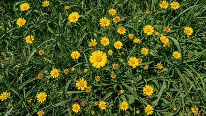 A field of yellow daisies in green grass.