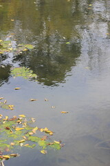 Reflections of trees in the pond