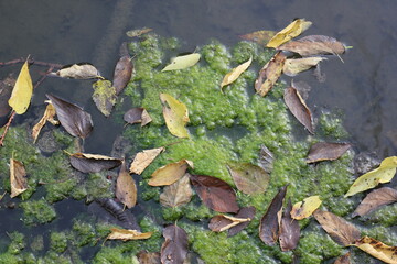 Green algae on the stone