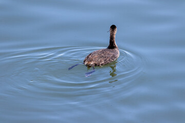 Punta del Este, Uruguay – Wildlife and Coastal Landscape	