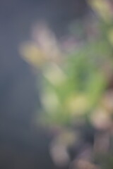 A dreamy view of water drops on the leaves