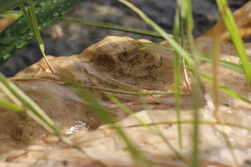 Obraz premium Water in the grass