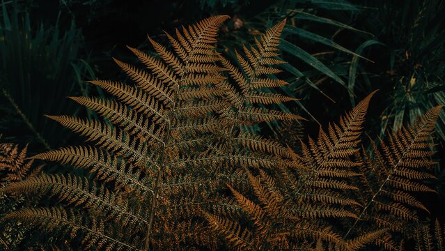 Ferns in a dense forest with lush green foliage. Nature and plant life, concept. Vegetation and ecology. The concept of wilderness and biodiversity.