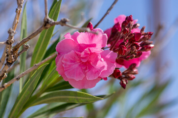 Nerium oleander bright pink flowers in bloom, green leaves on shrub branches in daylight