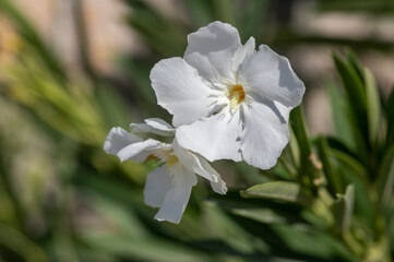 Obraz premium Nerium oleander bright pink flowers in bloom, green leaves on shrub branches in daylight