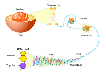 DNA Structure and Packaging within the Cell. Hierarchy of Genetic Material