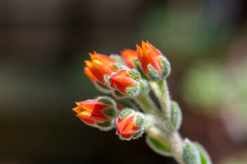 Echeveria setosa mexican fire cracker bright orange flowers in bloom, evergreen succulent flowering plant