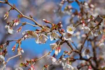 Prunus incisa Kojou-no-mai flowering early spring ornamental tree, beautiful small bright white flowers in bloom on branch