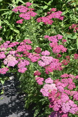 pink flowers in a garden