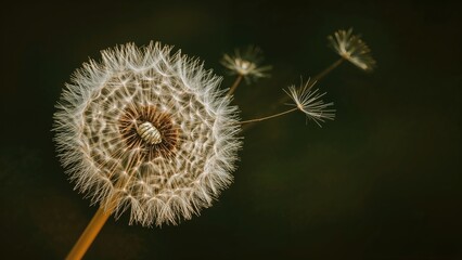 Close-up of a dandelion puff with seeds dispersing in the air. Nature and plant life. Seeds and flora. The concept of growth and dispersion.
