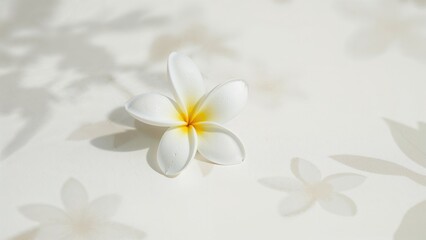 Fototapeta premium Single white flower with yellow center and shadow pattern on light background.
