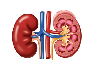 Human kidney cross section, showing internal structures and blood vessels, cutout, PNG isolated on white or transparent background