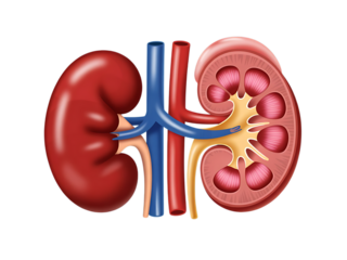 Human kidney cross section, showing internal structures and blood vessels, cutout, PNG isolated on white or transparent background