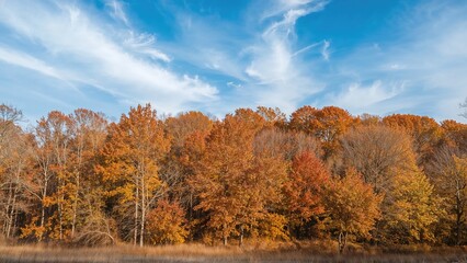 Fototapeta premium Autumn trees with colorful foliage against a blue sky and wispy clouds. Nature and landscape, seasonal change, fall scenery, outdoor environment.