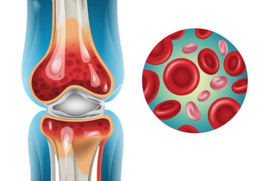 Human knee joint, with magnified view of red blood cells, cutout, PNG isolated on white or transparent background