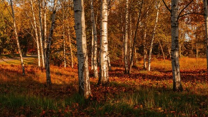 Obraz premium Autumn forest with white birch trees and orange foliage. Nature and seasonal change, warm colors. Landscape and woodland scene.