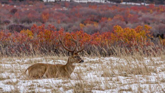 A deer with antlers resting in a snowy field with colorful autumn trees in the background.