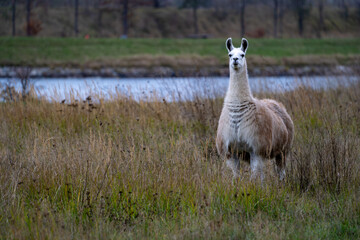 Obraz premium Llama standing in tall autumn grass near riverbank