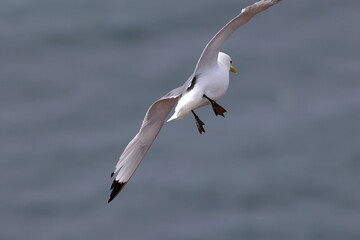 kittiwake