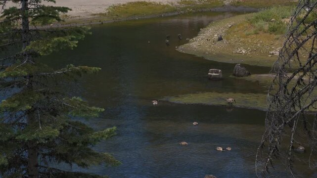 Wild ducks swimming in a calm river among green banks