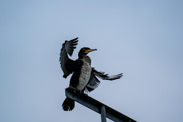 Cormorant balancing on metal beam with wings raised
