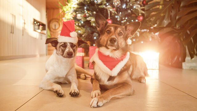 PORTRAIT, LENS FLARE: Cute dogs dressed as Santa Claus lying in front of Christmas tree decorated with lights and ornaments. Loyal pets guard presents hidden under tree. Joy of festive holiday season.