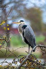 Grey heron perched on a branch in autumn foliage