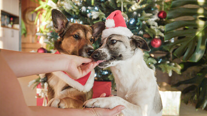 Naklejka premium PORTRAIT, CLOSE UP: Obedient dogs in Santa outfits get treats for posing in front of a Christmas tree. Cute pets in festive costumes create a joyful holiday moment filled with spirit of celebration.