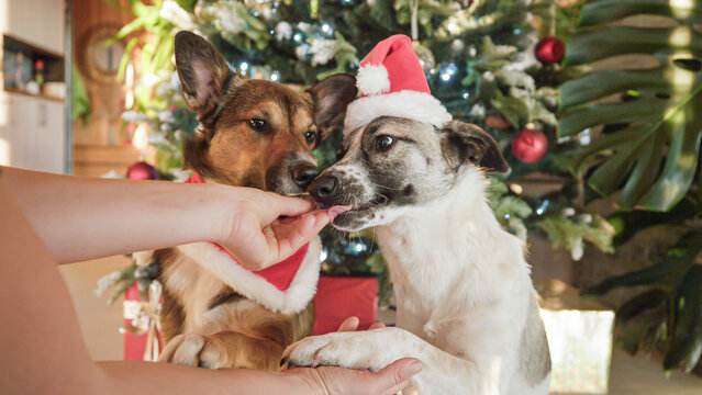 PORTRAIT, CLOSE UP: Obedient dogs in Santa outfits get treats for posing in front of a Christmas tree. Cute pets in festive costumes create a joyful holiday moment filled with spirit of celebration.