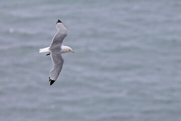 kittiwake