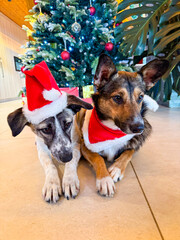 PORTRAIT, CLOSE UP: Two furry mixed breed dogs rest on the floor near decorated Christmas tree. Cute pets wearing festive outfits in a cozy indoor setting of decorated for celebrating winter holidays.