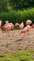 Flick of pink flamingos in the water
