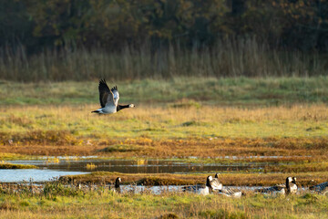 Barnacle goose flying above a wetland with geese resting below