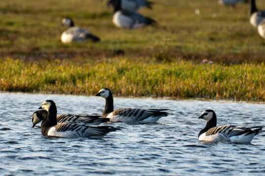 Barnacle geese swimming in shallow water during golden hour