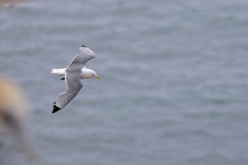 kittiwake